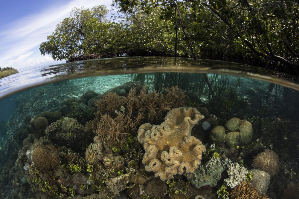 Healthy corals thriving along the mangrove forest in Raja Ampat, Indonesia - Poster Print by Ethan Daniels.