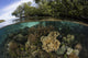 Healthy corals thriving along the mangrove forest in Raja Ampat, Indonesia - Poster Print by Ethan Daniels.