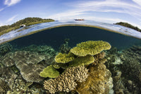 Healthy corals thriving in Raja Ampat, Indonesia poster print by Ethan Daniels.