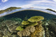 Healthy corals thriving in Raja Ampat, Indonesia poster print by Ethan Daniels.
