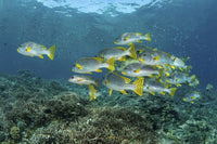 Lined Sweetlips Swimming Above Coral Reef in Raja Ampat Poster Print