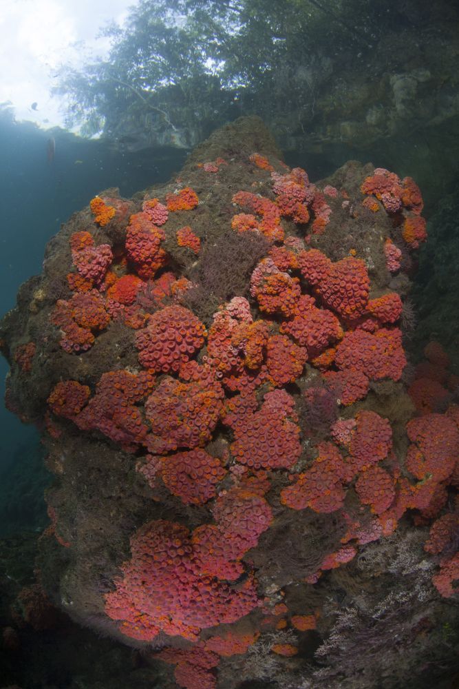 Healthy corals and invertebrates on a reef in Raja Ampat, Indonesia - poster print by Ethan Daniels.
