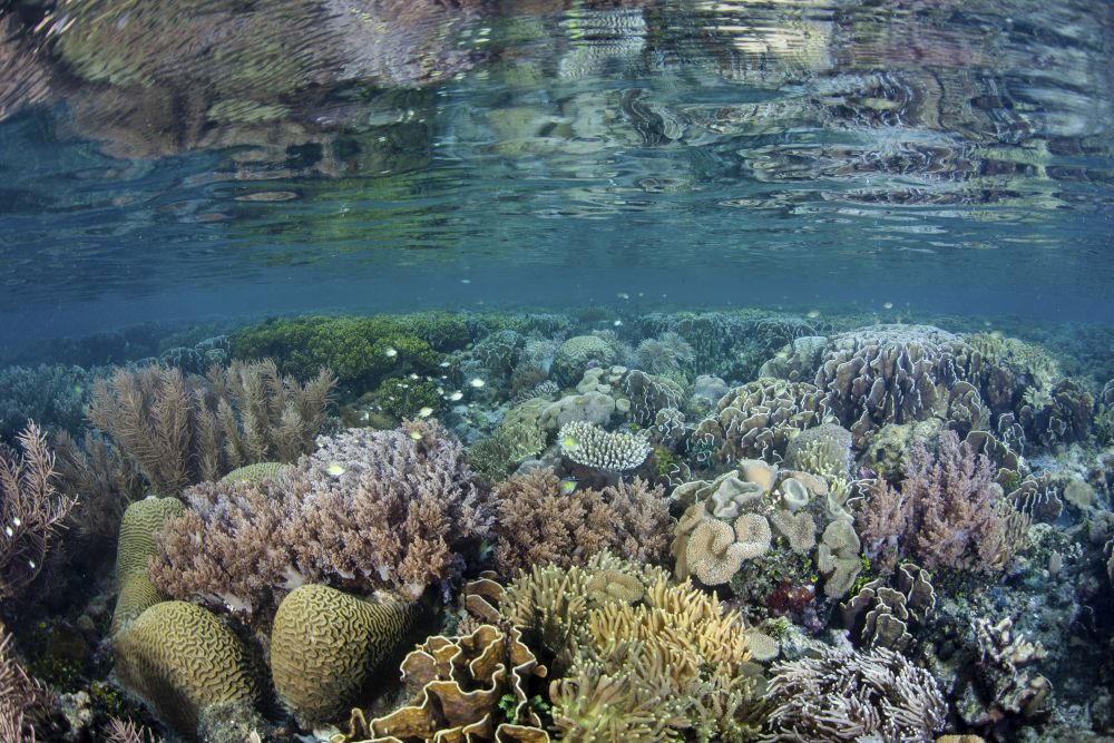 Poster print of healthy corals and invertebrates on a reef in Raja Ampat, Indonesia.