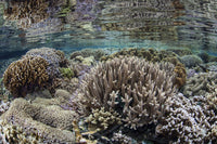 Coral reef poster print featuring vibrant underwater scene from Raja Ampat, Indonesia.