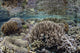 Coral reef poster print featuring vibrant underwater scene from Raja Ampat, Indonesia.
