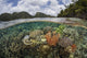 Vibrant coral reef poster print of Raja Ampat, Indonesia by Ethan Daniels.