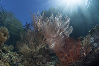 Coral reef with large gorgonians poster print by Ethan Daniels.