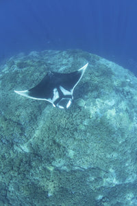 Oceanic manta ray swimming over a colorful coral reef poster print by Ethan Daniels