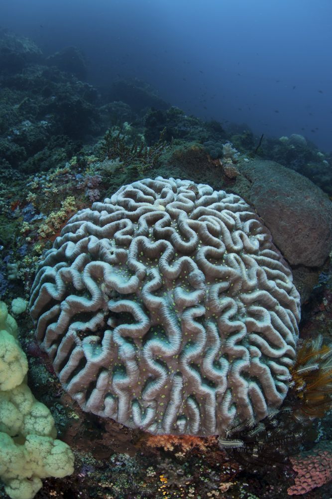 Stony Coral on a Reef in Sulawesi, Indonesia Poster Print