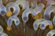 Corallimorph tentacles growing on a coral reef poster print by Ethan Daniels.