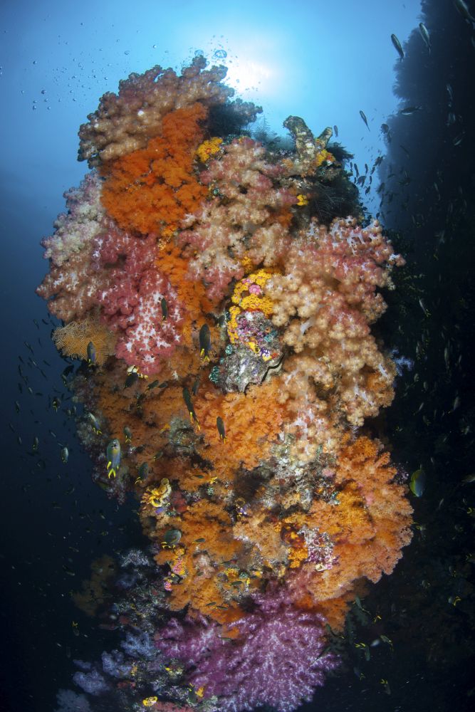 Vibrant soft corals Dendronephthya sp. poster print by Ethan Daniels.