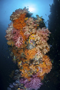 Vibrant soft corals Dendronephthya sp. poster print by Ethan Daniels.