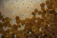 Acoel flatworms Waminoa species poster print by Ethan Daniels