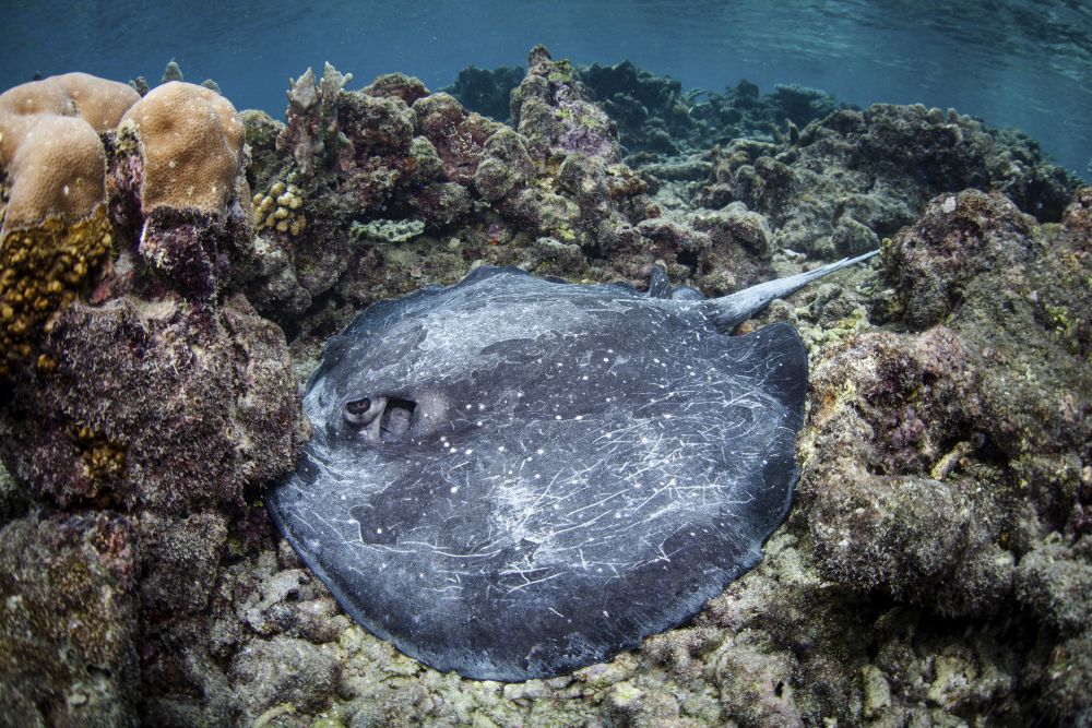 Whitetail Stingray art print featuring Himantura granulata on seafloor.