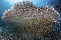 Golden Sweepers Coral Reef Poster Print by Ethan Daniels
