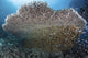 Golden Sweepers Coral Reef Poster Print by Ethan Daniels