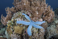 Blue sea star Linkia laevigata on coral reef poster print by Ethan Daniels
