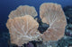 Gorgonian coral reef poster print by Ethan Daniels, showcasing vibrant underwater beauty.