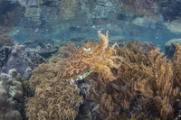 Broadclub cuttlefish hovering above a reef poster print by Ethan Daniels.