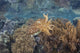 Broadclub cuttlefish hovering above a reef poster print by Ethan Daniels.