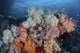 Colorful coral reef poster print of Raja Ampat, Indonesia.