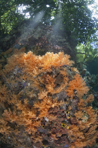 Orange soft corals in Raja Ampat reef poster print by Ethan Daniels.