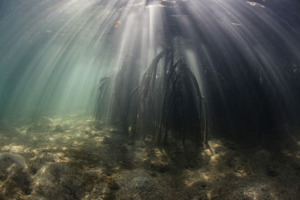 Bright sunlight piercing underwater shadows in a mangrove forest poster print.