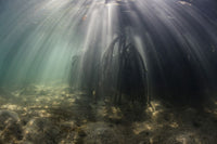 Bright sunlight piercing underwater shadows in a mangrove forest poster print.
