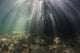 Bright sunlight piercing underwater shadows in a mangrove forest poster print.