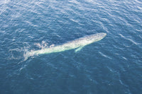 Pygmy blue whale rising to the surface poster print by Ethan Daniels.