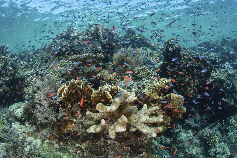 Coral Reef in Indonesia's Ceram Sea Poster Print by Ethan Daniels