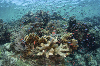 Coral Reef in Indonesia's Ceram Sea Poster Print by Ethan Daniels