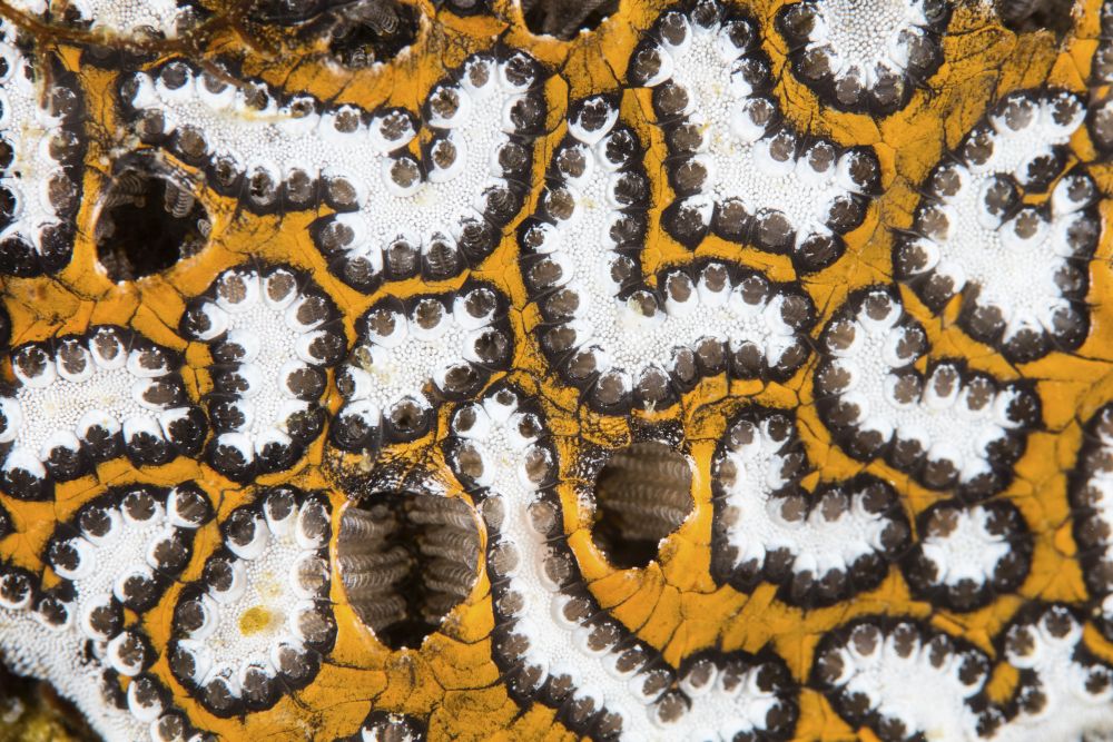 Detail of a Colonial Tunicate growing on a coral reef in Komodo National Park, Indonesia