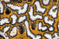 Detail of a Colonial Tunicate growing on a coral reef in Komodo National Park, Indonesia