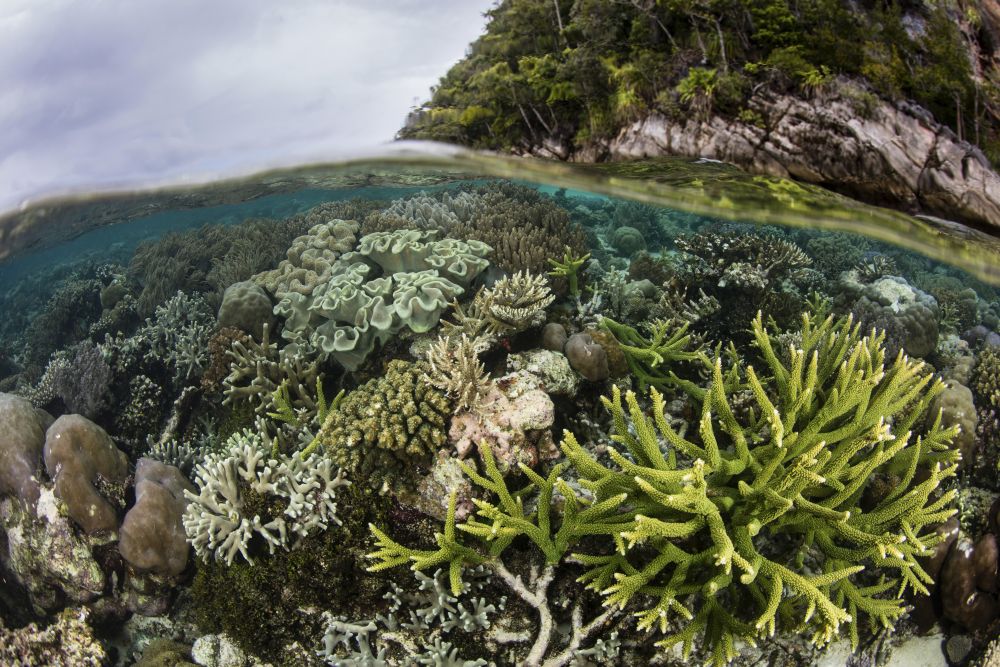 Coral reef thriving in shallow waters of Raja Ampat, Indonesia poster print