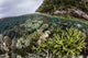 Coral reef thriving in shallow waters of Raja Ampat, Indonesia poster print