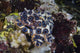 Greater Blue-Ring Octopus crawling across coral reef poster print.