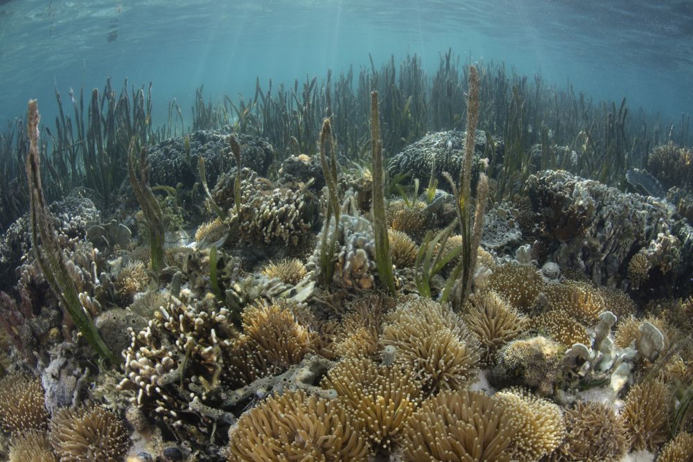Corals and Invertebrates thriving in Seagrass Meadow - Poster Print by Ethan Daniels