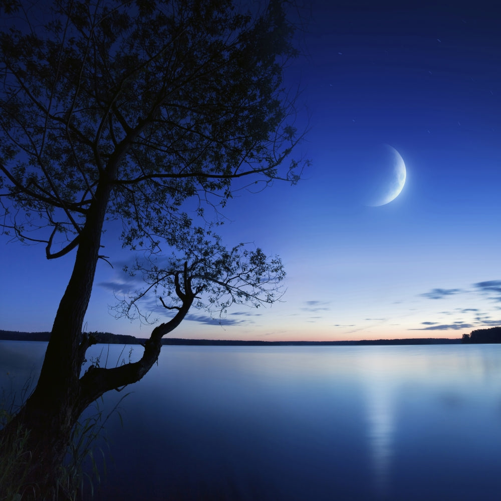 Silhouette of a lonely tree standing in a lake at night against a starry sky and moon poster print.