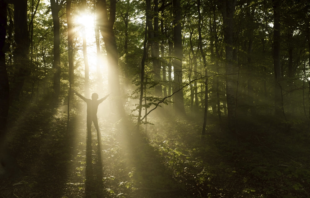 Silhouette of a man standing in sunrays in a misty forest at Liselund Slotspark, Denmark.