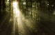 Silhouette of a man standing in sunrays in a misty forest at Liselund Slotspark, Denmark.