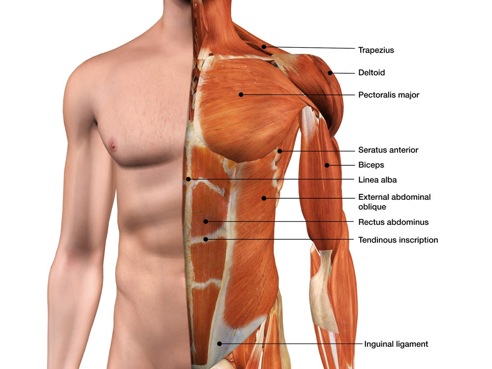 Male Anterior Thoracic Wall Chest Muscles Poster Print by Hank Grebe