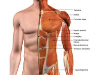 Male Anterior Thoracic Wall Chest Muscles Poster Print by Hank Grebe