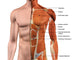 Male Anterior Thoracic Wall Chest Muscles Poster Print by Hank Grebe