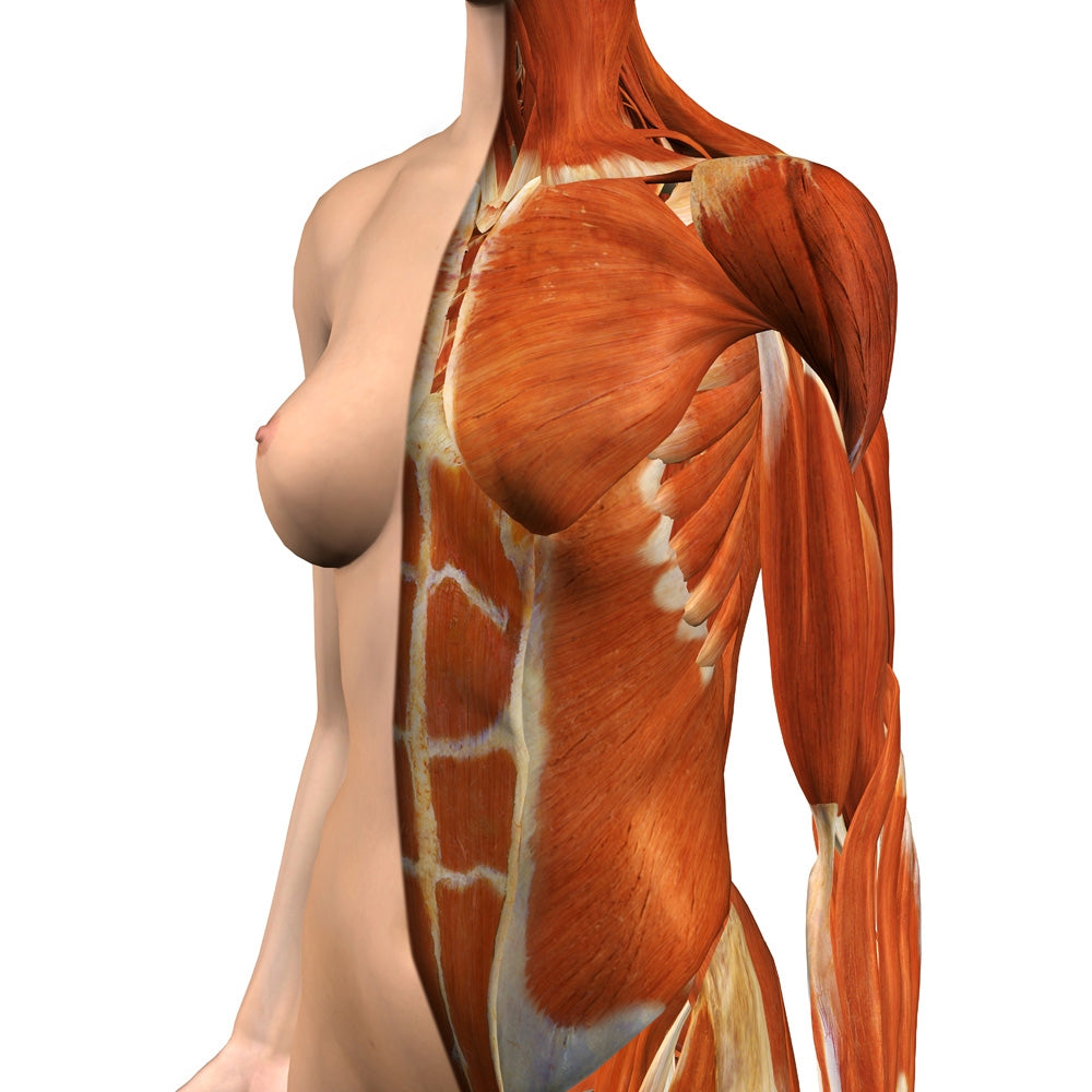 Female chest and abdomen muscles anatomical poster print by Hank Grebe.