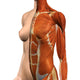 Female chest and abdomen muscles anatomical poster print by Hank Grebe.