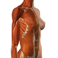Female chest and abdomen muscles anatomical poster print by Hank Grebe, detailed view.