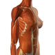 Female chest and abdomen muscles anatomical poster print by Hank Grebe, detailed view.