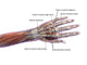 Anatomy of the human hand dorsal view poster print by Hank Grebe.