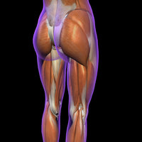 Lateral and posterior view of female hip and leg muscles poster print.